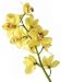 Yellow Orchid Flowers - 48