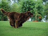 Brown Newfoundland Dog Running Photographic Poster Print by Adriano Bacchella, 12x9