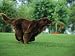 Brown Newfoundland Dog Running Animals Photographic Poster Print by Adriano Bacchella, 12x9