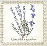 Saponificio Artigianale Fiorentino Lavandula Angustifolia Lavender Botanical Soap Set From Italy