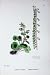 Botany Plants C1902 Common Naval Wort Cotyledon Colour