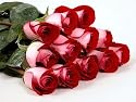 Two Dozen Long Stemmed Premium Fire and Ice Roses