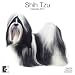 shih_tzu26shih tzu - Shih Tzu 2010 Wall Calendar AP30471