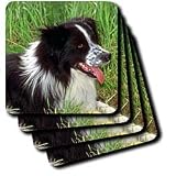 Dogs Border Collie - Border Collie - Coasters