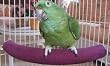 POLLY COZY CORNER PERCH SM