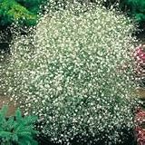 Amazon / Hirts: Perennials; Sun: Snowflake Babies Breath Perennial 25 Plants -Gypsophila