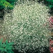 Snowflake Babies Breath Perennial 8 Plants - Gypsophila