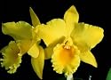 Blc Abbeville 'Newberry' x Blc George King 'Southern Cross' AM/AOS