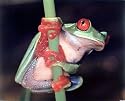 Red Eyed Tree Frog (On Stem) Art Poster Print - 16" X 20"