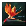 Hanna 1061Original Hand-Painted Oil on Canvas by Carl Sebastian- 32x32"