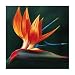 Hanna 1061Original Hand-Painted Oil on Canvas by Carl Sebastian - 32x32"