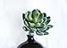 6 artificial succulent plants, Dudleya Artificial by StarPlants