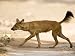 Dhole/Wild Dog, (Cuon Alpinus), Bandhavgarh N.P., Madhya Pradesh, India Art Photographic Poster Print by Thorsten Milse, 12x9