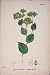 Perfoliate Hare'S Ear Plant Flower Antique Print C1878