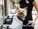 Universal Sports Bag by PetEgo.Airline & Auto Approved Dog Cat Pet Carrier. Color=Silver/Black, One Size= 17"X11"X13". Adapts To Motorcycle or Bicycle With Connection Kit Sold Separately