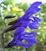 Blue Sage