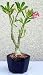 2CHIXGIFTS DESERT ROSE BONSAI