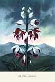 Art Poster, The China Limodoron - 20x30