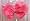 Hot Pink Band/Hot Pink Bow