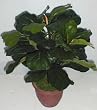 20" Fiddle Leaf Plant