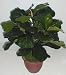 20" Fiddle Leaf Plant