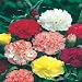 Carnation Choice Double Mixed