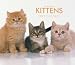 Kittens, For the Love of 2008 Deluxe Wall Calendar by BrownTrout Publishers