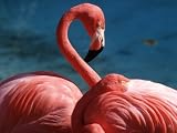 Pink Flamingos Photographic Poster Print