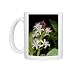 Photo Mugs of JLM-5074 BOGBEAN / BUCKBEAN - Bog plant, single stem in flower from Ardea Wildlife Pets