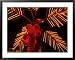 Dahab, Egypt: Orange Coconuts on Christmas Tree Framed Art Poster Print by Brimberg & Coulson, 39x31