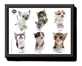 Hana Deka Padded Lap Tray - Kittens Cats