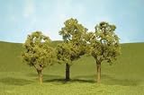 Elm Trees, 2.5-2.75 (4)