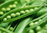 Heirloom Pea Seeds - 