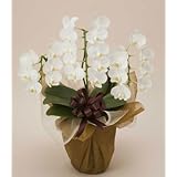 ���i�̏ڍ�