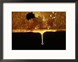 Honey Bee, Honey Dripping from Comb Movies Framed Photographic Poster Print by Oxford Scientific, 21x17