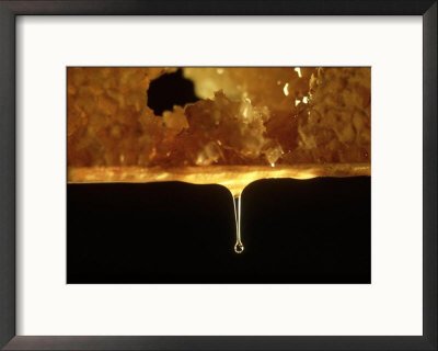 Honey Bee, Honey Dripping from Comb Movies Framed Photographic Poster Print by Oxford Scientific, 21x17
