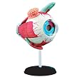 Eyeball Anatomy Model