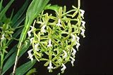 Epidendrum cristatum 'Ty' (photo) x Epidendrum pseudepidendrum 'Mendenhall' AM/AOS