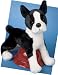 boston terrier - Douglas Willem Boston Terrier 16