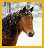 HORSE HEAD in the Snow Bookmark