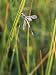 Close-up of a Dragonfly in Little Yosemite Valley Photographic Poster Print by Phil S...