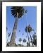 Beverly Drive, Beverly Hills, California, USA Places Framed Art Poster Print by Ethel Davies, 25x31