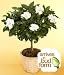 Fragrant Gardenia Topiary