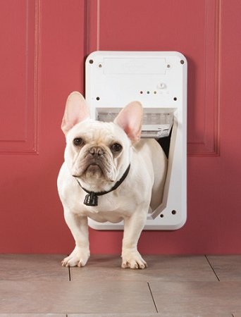 dog training review