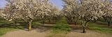 Trees in a Row, Almond Tree, Sacramento, California, USA by Panoramic Images , 24x72