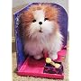 FurReal Friends Lil Patter Pup - Cairn Terrier