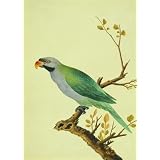 Derbyan Parakeet (Print On Demand)