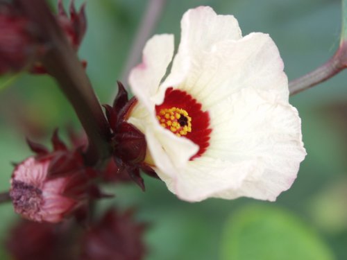 50 ROSELLE HIBISCUS Sabdariffa Fruit / Flower Seeds 50 ROSELLE HIBISCUS Sabdariffa Fruit / Flower Seeds