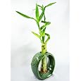 BUY : 9GreenBox - Live Spiral 3 Style Lucky Bamboo Plant Arrangement w/ Round Ceramic Vase