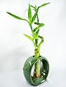 9GreenBox - Live Spiral 3 Style Lucky Bamboo Plant Arrangement w/ Round Ceramic Vase